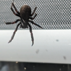 Badumna insignis (Black House Spider) at Albury - 19 Feb 2021 by ChrisAllen
