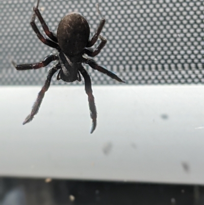 Badumna insignis (Black House Spider) at Thurgoona, NSW - 19 Feb 2021 by ChrisAllen