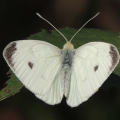 Pieris rapae (Cabbage White) at Stromlo, ACT - 20 Jan 2021 by MichaelBedingfield