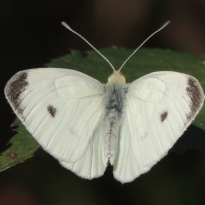 Pieris rapae (Cabbage White) at Cotter Reserve - 20 Jan 2021 by michaelb