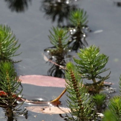 Myriophyllum crispatum (Water Millfoil) at Forde, ACT - 19 Dec 2020 by HarveyPerkins