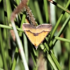 Anachloris subochraria (Golden Grass Carpet (Ennominae)) at Forde, ACT - 17 Nov 2020 by HarveyPerkins