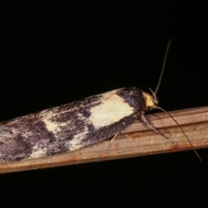 Palimmeces leucopelta at Melba, ACT - 18 Feb 2021 09:44 PM