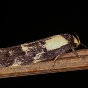 Palimmeces leucopelta at Melba, ACT - 18 Feb 2021 09:44 PM