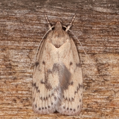 Heliocausta undescribed species (A concealer moth) at Melba, ACT - 18 Feb 2021 by kasiaaus