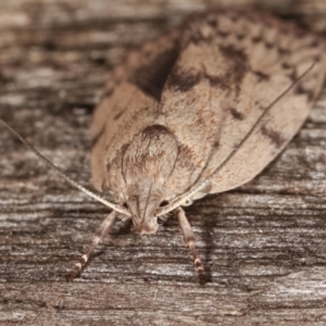 Heliocausta undescribed species at Melba, ACT - 18 Feb 2021