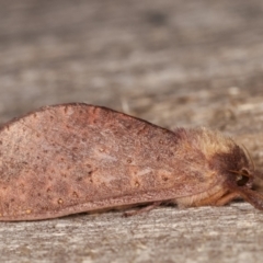 Elhamma australasiae (A Swift or Ghost moth (Hepialidae)) at Melba, ACT - 18 Feb 2021 by kasiaaus