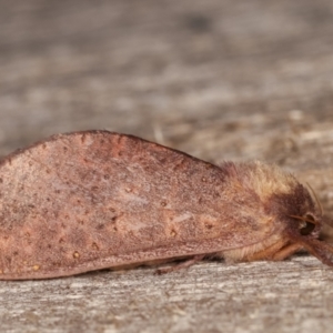 Elhamma australasiae at Melba, ACT - 18 Feb 2021 09:49 PM