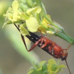 Lissopimpla excelsa (Orchid dupe wasp, Dusky-winged Ichneumonid) at Cotter Reserve - 20 Jan 2021 by michaelb