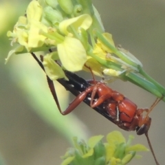 Lissopimpla excelsa (Orchid dupe wasp, Dusky-winged Ichneumonid) at Stromlo, ACT - 20 Jan 2021 by MichaelBedingfield