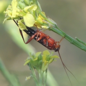 Lissopimpla excelsa at Stromlo, ACT - 20 Jan 2021