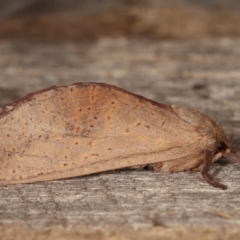 Elhamma australasiae (A Swift or Ghost moth (Hepialidae)) at Melba, ACT - 18 Feb 2021 by kasiaaus