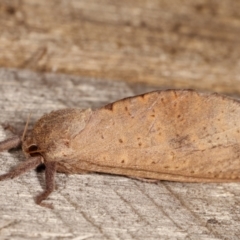 Elhamma australasiae at Melba, ACT - 18 Feb 2021 09:49 PM