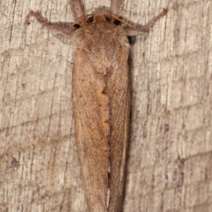 Elhamma australasiae at Melba, ACT - 18 Feb 2021 09:49 PM