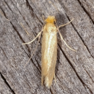 Edosa ochracea at Melba, ACT - 18 Feb 2021 09:50 PM