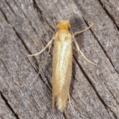 Edosa ochracea (Yellow Tineid) at Melba, ACT - 18 Feb 2021 by kasiaaus