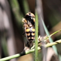 Eristalinus punctulatus (Golden Native Drone Fly) at Forde, ACT - 17 Nov 2020 by HarveyPerkins