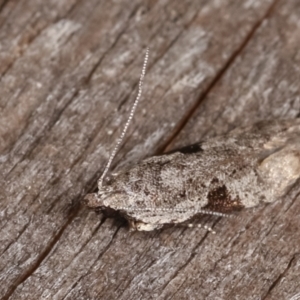 Anarsia molybdota at Melba, ACT - 18 Feb 2021 09:50 PM