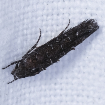 Trachydora capnopa (A Cosmet moth) at Melba, ACT - 18 Feb 2021 by kasiaaus