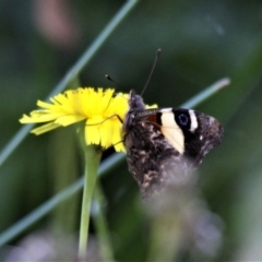 Vanessa itea (Yellow Admiral) at Forde, ACT - 17 Nov 2020 by HarveyPerkins