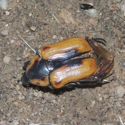 Chondropyga dorsalis (Cowboy beetle) at Greenway, ACT - 8 Jan 2021 by MichaelBedingfield