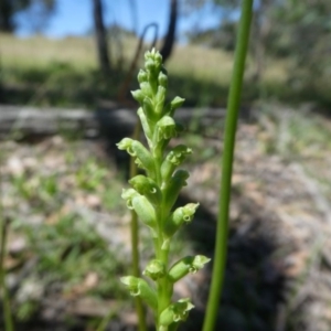 Microtis unifolia at Forde, ACT - 17 Nov 2020