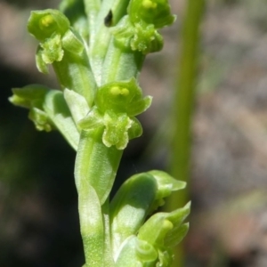 Microtis unifolia at Forde, ACT - 17 Nov 2020