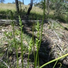 Microtis unifolia at Forde, ACT - 17 Nov 2020