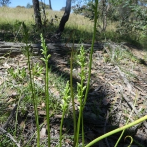 Microtis unifolia at Forde, ACT - suppressed