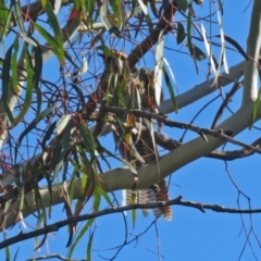 Eudynamys orientalis at Macarthur, ACT - 20 Feb 2021