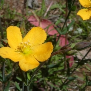 Hypericum gramineum at Forde, ACT - 17 Nov 2020