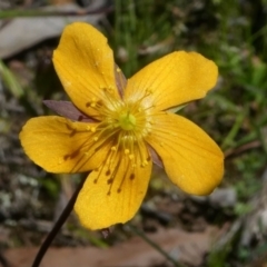 Hypericum gramineum at Forde, ACT - 17 Nov 2020