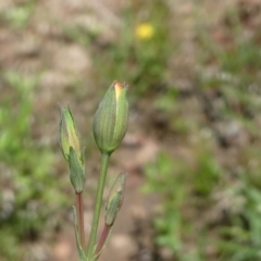 Hypericum gramineum at Forde, ACT - 17 Nov 2020