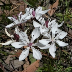 Burchardia umbellata at Forde, ACT - 17 Nov 2020 12:18 PM