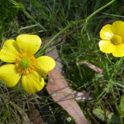 Ranunculus lappaceus (Australian Buttercup) at Forde, ACT - 17 Nov 2020 by HarveyPerkins