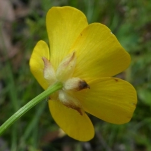 Ranunculus lappaceus at Forde, ACT - 17 Nov 2020 12:20 PM