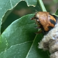 Metura elongatus at Theodore, ACT - 20 Feb 2021