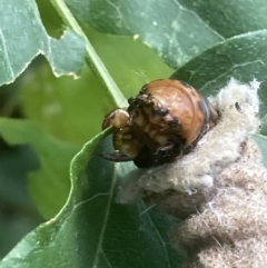 Metura elongatus at Theodore, ACT - 20 Feb 2021