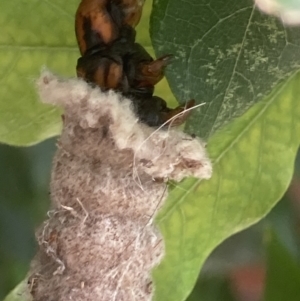 Metura elongatus at Theodore, ACT - 20 Feb 2021