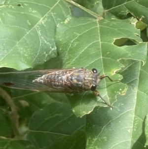 Galanga labeculata at Theodore, ACT - 20 Feb 2021 11:55 AM