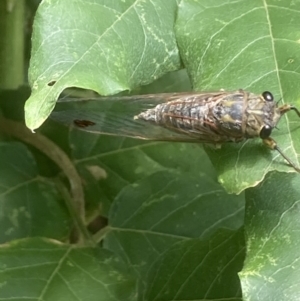 Galanga labeculata at Theodore, ACT - 20 Feb 2021