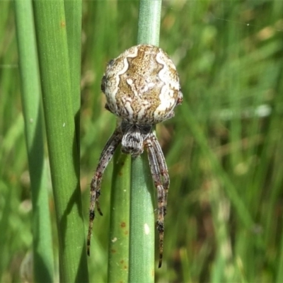 Salsa fuliginata (Sooty Orb-weaver) at Forde, ACT - 18 Oct 2020 by HarveyPerkins