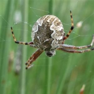 Salsa fuliginata at Forde, ACT - 18 Oct 2020 11:51 AM