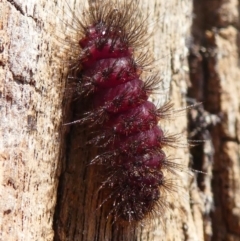 Lepidoptera unclassified IMMATURE (caterpillar or pupa or cocoon) at Forde, ACT - 18 Oct 2020 by HarveyPerkins