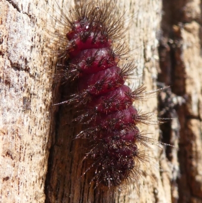 Lepidoptera unclassified IMMATURE (caterpillar or pupa or cocoon) at Forde, ACT - 18 Oct 2020 by HarveyPerkins