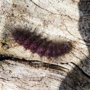 Lepidoptera unclassified IMMATURE at Forde, ACT - 18 Oct 2020