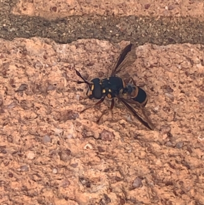 Ceriana ornata (Wasp-mimic Hoverfly) at Lyons, ACT - 20 Feb 2021 by zebras