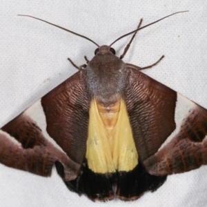 Niceteria macrocosma at Melba, ACT - 19 Feb 2021