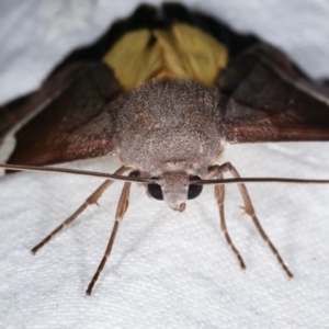 Niceteria macrocosma at Melba, ACT - 19 Feb 2021