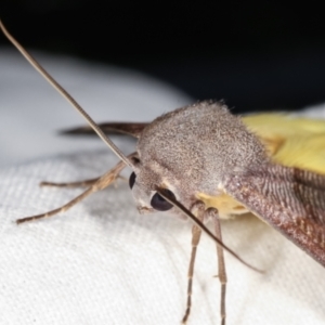 Niceteria macrocosma at Melba, ACT - 19 Feb 2021